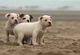 BOULEDOGUE AMERICAIN 147